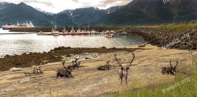 Reindeer Fjord Landscape The Water's Edge øksfjord