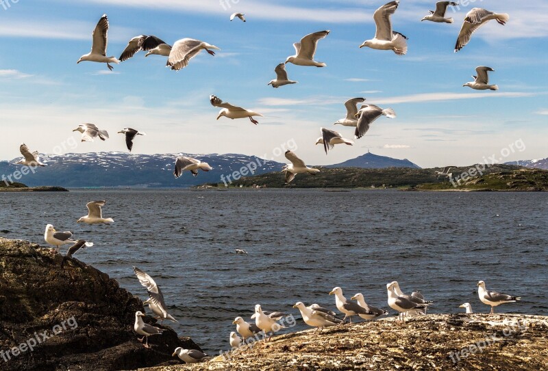 Mås Seagull Fjord Norway The Nature Of The