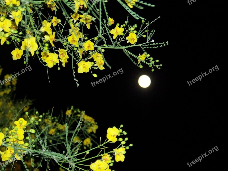 Blooming Branches Night Sky Contrast Free Photos