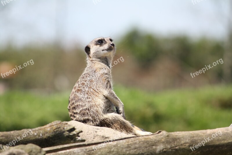 Meerkat Wildlife Mammal Free Photos