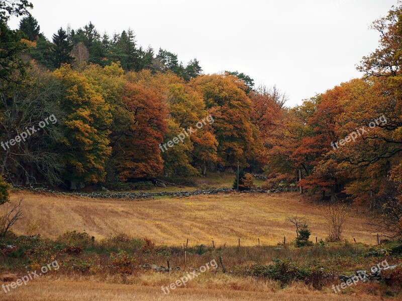 Höstbild Landscapes Meadows Forest Dry-stone Walls