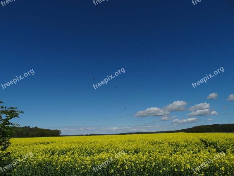 The Mediterranean Blue Sky Nature Sweden Spring Halland