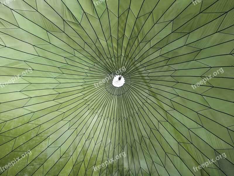 Green Umbrella May Day Colorful Color