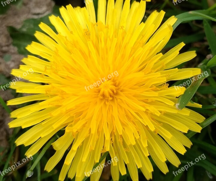 Buttercup Yellow Flower Spring Wildflower