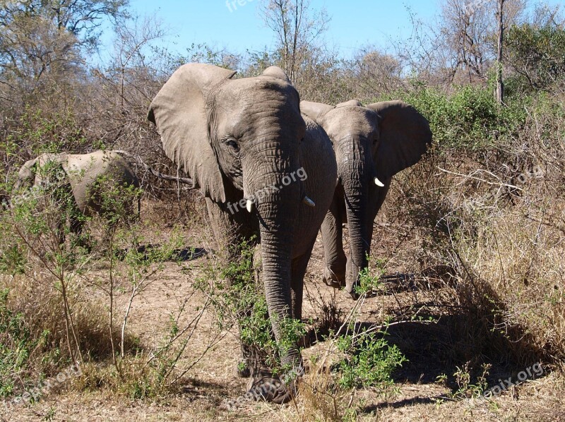 Elephant Africa Wild Animal Safari National Park