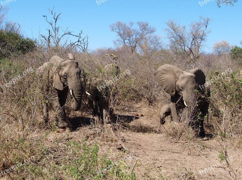 Elephant Africa Wild Animal Safari National Park