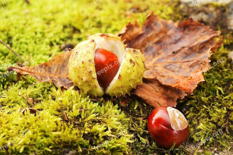 Chestnut Chestnut Tree Chestnut Leaves Autumn Fruit