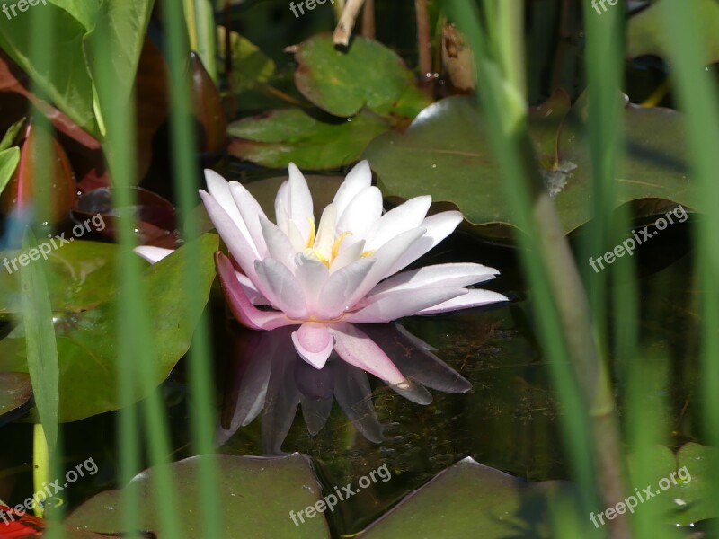 Water Lily Pink Pond Aquatic Plant Free Photos