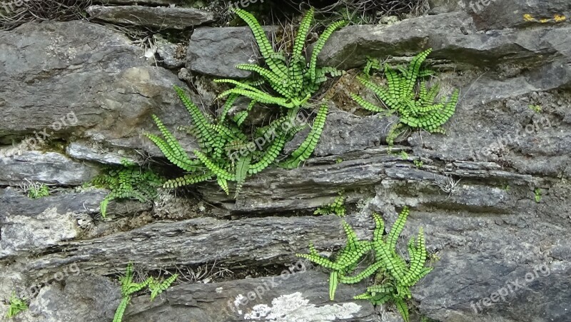 Wall Ferns Growth Crevices Free Photos