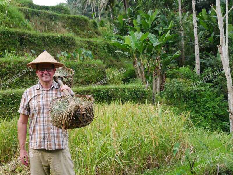 Indonesia Bali Rice Terraces Rice Cultivation Paddy