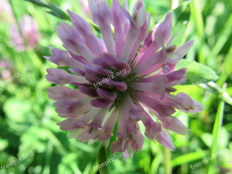 Flower Red Clover Spring Klee Blossom