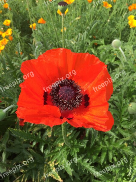 Poppy Anemone Red Flower Spring