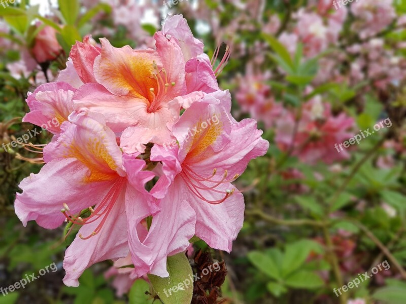 Flowers Azaleas Spring Rhododendron Free Photos