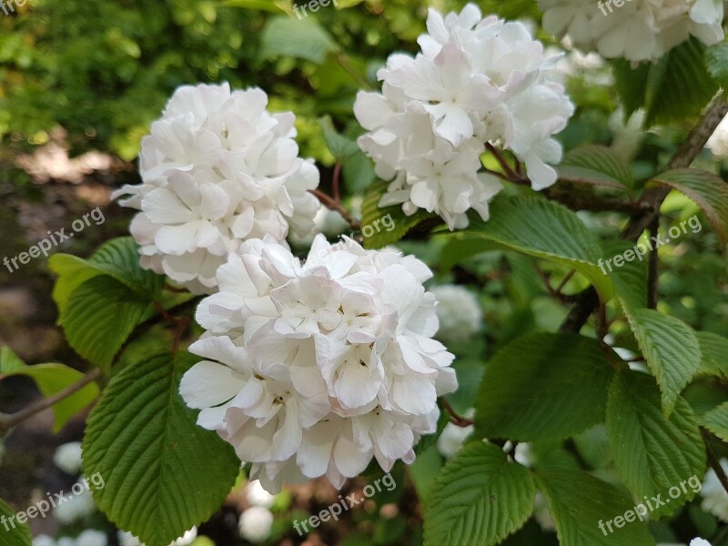 Flowers Spring Viburnum White Free Photos