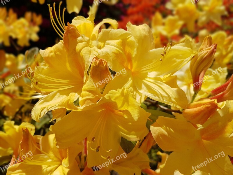 Flowers Spring Azalea Azaleas Yellow