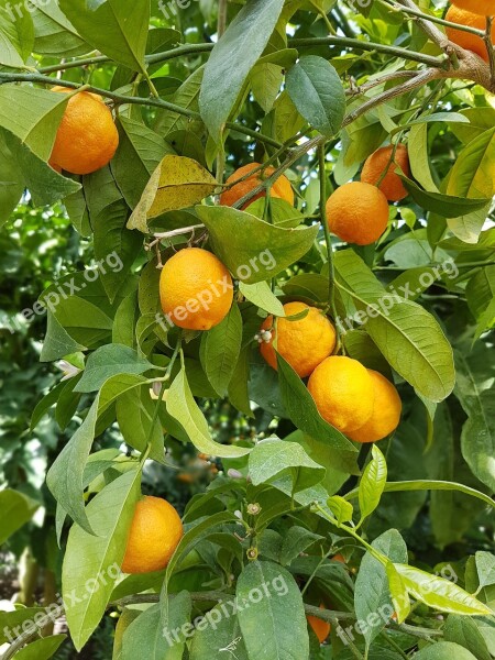 Oranges Citrus Tree Exotic Free Photos