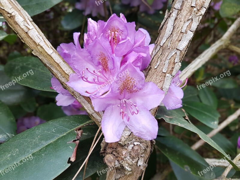 Flowers Spring Rhododendrons Pink Free Photos