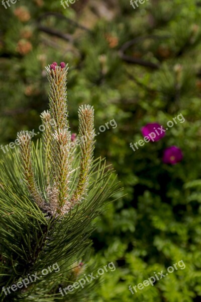 Conifer Spring Tap Nature Forest