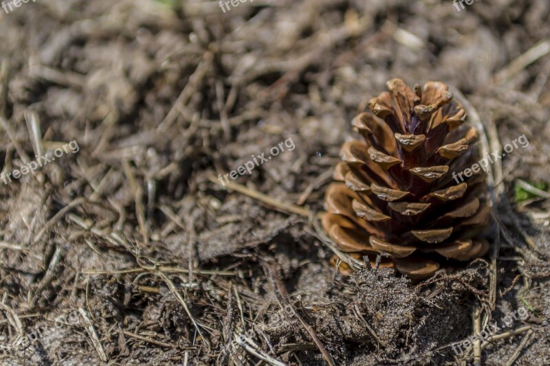 Tap Pine Cones Fir Tree Seeds Nature