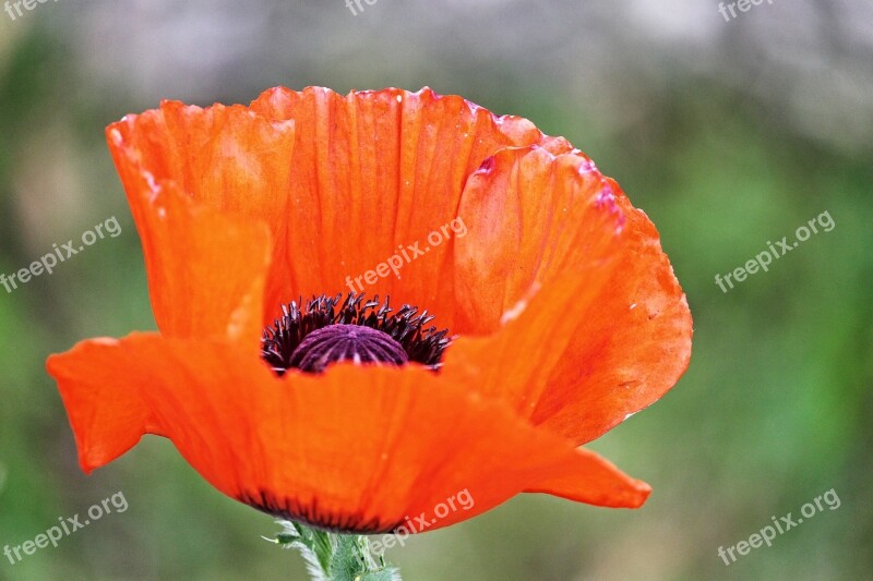 Poppy Poppy Flower Red Blossom Bloom