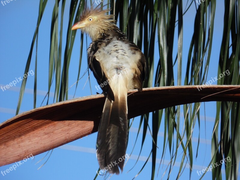 Anu White Guira Bird Fauna