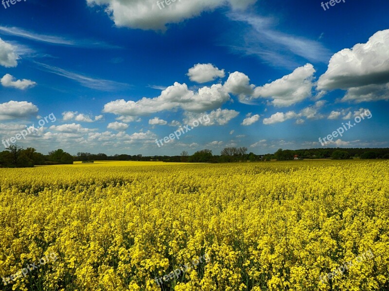 Rape Blossom North-west Mecklenburg Summer Free Photos