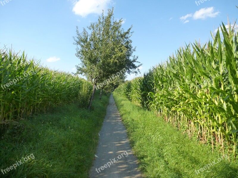 Corn Away Lane Cornfield Corn Plants