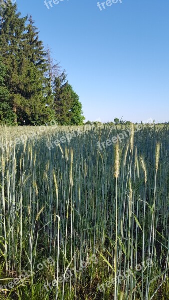 Grain Field Cereals Blue Agriculture