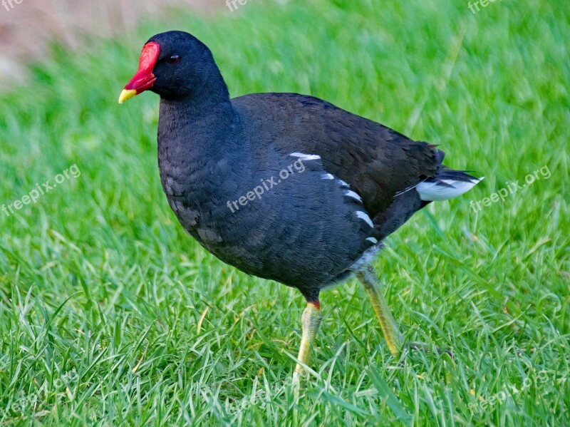 Common Moorhen Gallinula Chloropus Moorhen Bird Birds