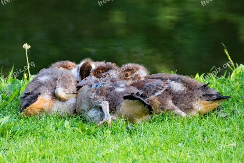 Nilgänse Gaensekuecken Alopochen Egypt Goose Bird