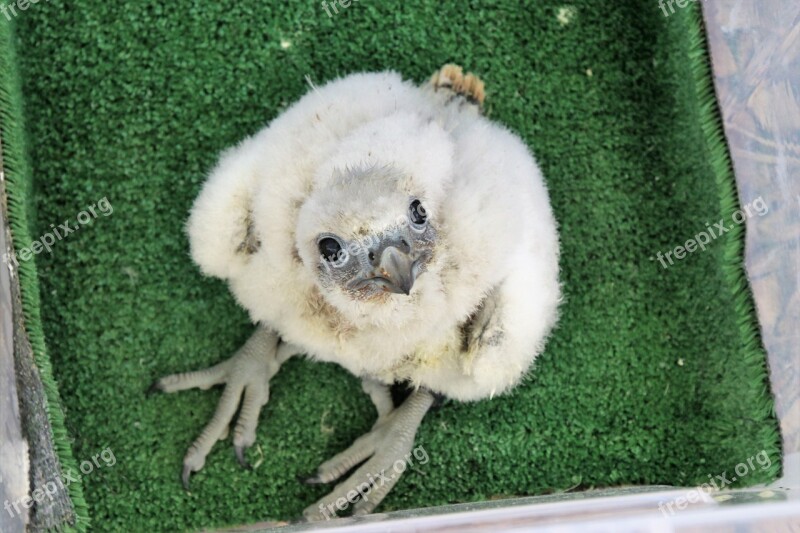 Gyr Falcon Baby Falcon Bird Chick Falcon