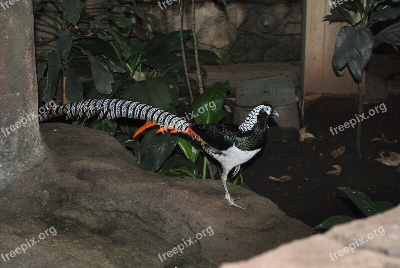 Lady Amherst Pheasant Male Feather Bird Pheasant