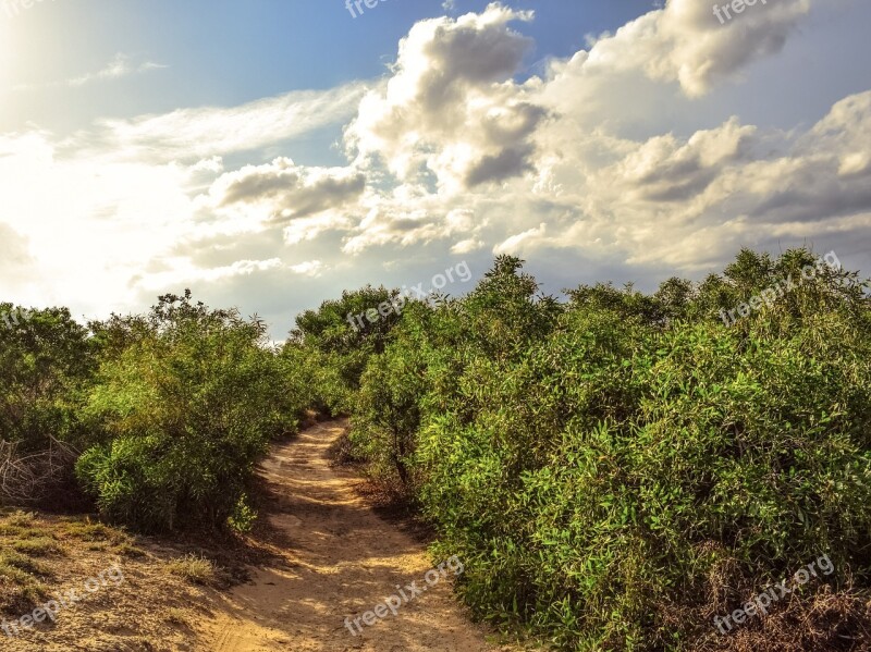 Path Trees Clouds Sunlight Nature