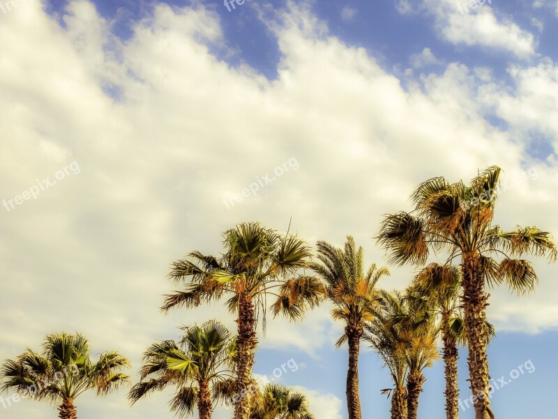 Palm Trees Wind Sky Clouds Scenery