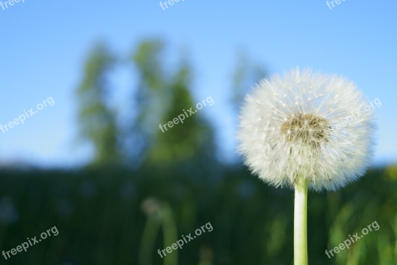 Dandelion Flower Flying Seeds Nature Close Up