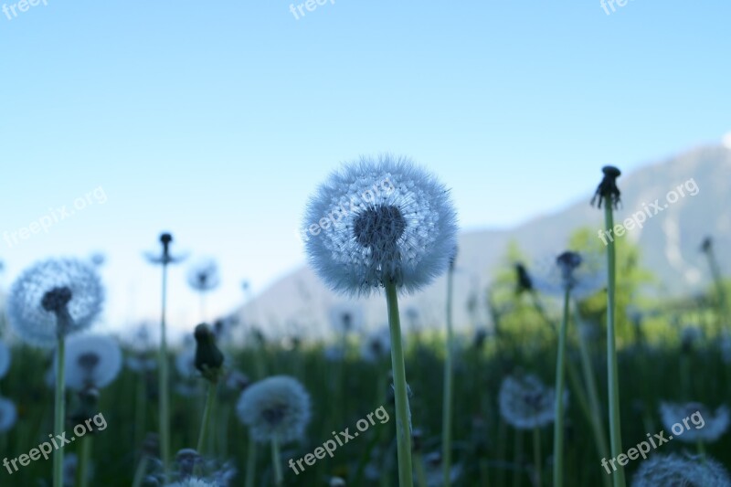 Dandelion Flower Flying Seeds Nature Close Up