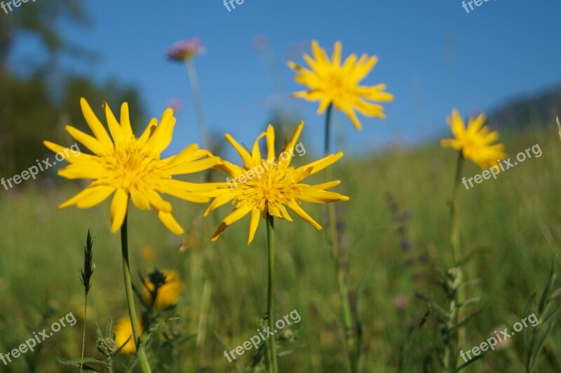 Flowers Sun Yellow Blossom Bloom