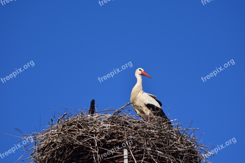 Stork Storchennest Bird Nest Rattle Stork