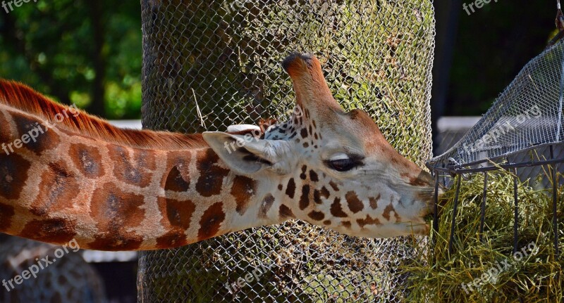 Giraffe Eat Long Jibe Food Hunger