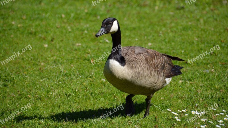 Canada Goose Bird Goose Animal Poultry