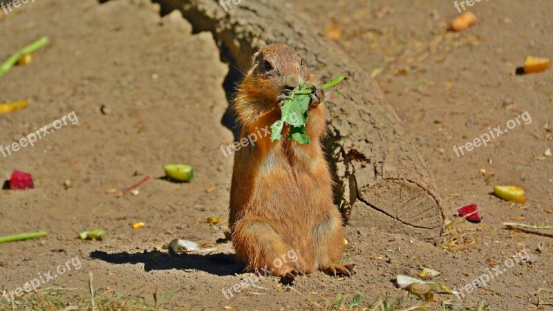 Prairie Dog Animal Rodents Sweet Curious