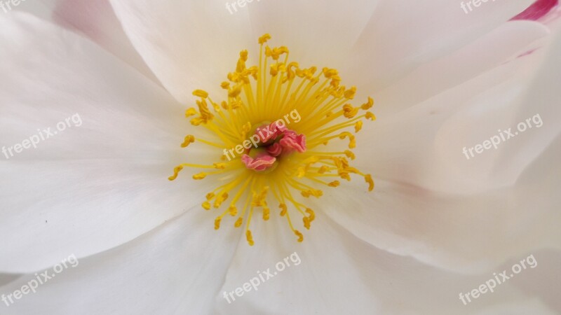 Flower Pistil Peony Pollen White