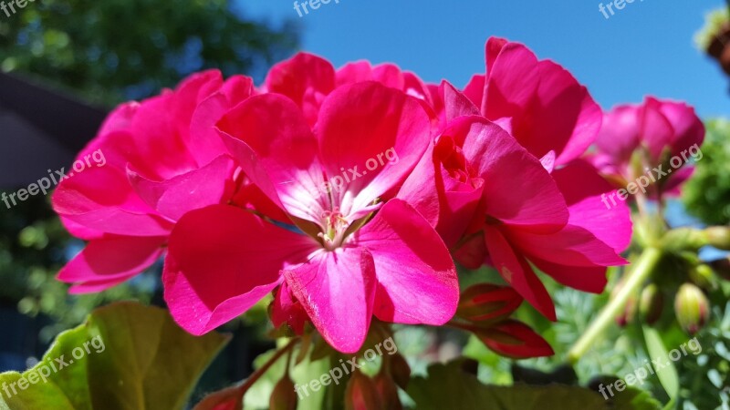 Nutmeg Flowers Summer Free Photos