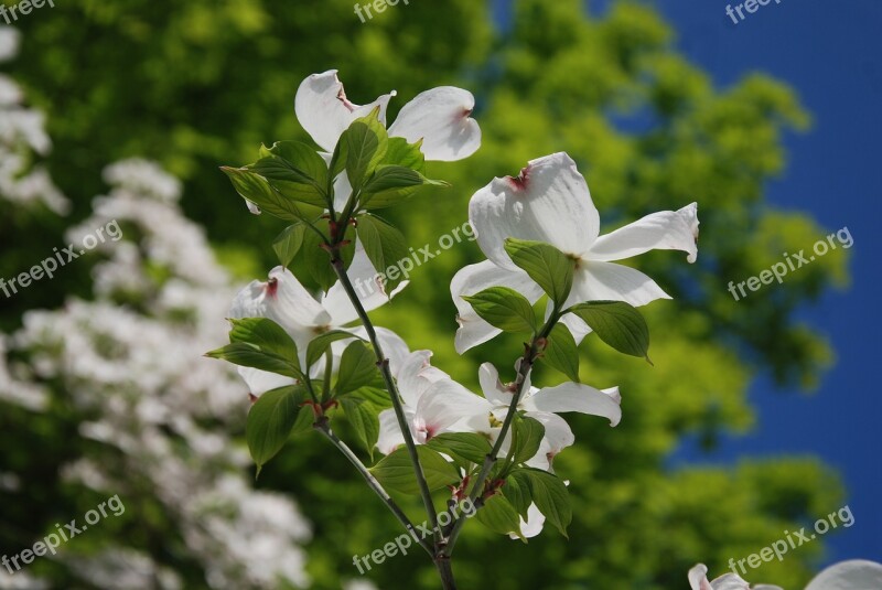 Flowers Tree Closeup White Flowers Flowering