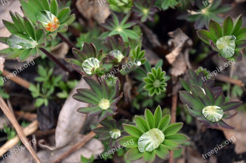 Flower Drop Lupin Drop Of Water Sweden