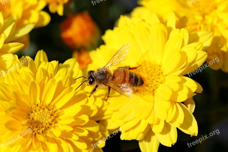 Chrysanthemum Flowers Bee Insects Plants