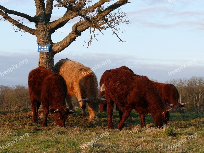 Herds Breeding Cattle Pasture France