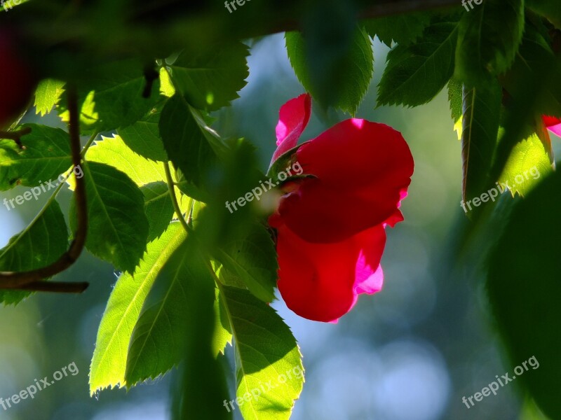 Rose Wild Rose Rosebush Blossom Bloom