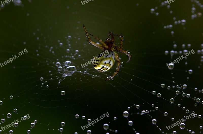 Spider Spider Web Hooked Arachnid Place