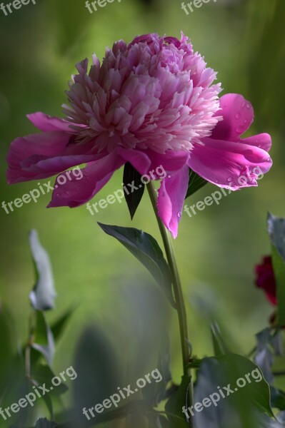 Peony Flower Pink Supplies Beauty